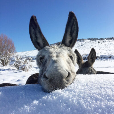 Burro-Nieve-El-Capriolo