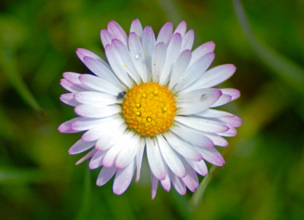 Flor-el-capriolo-primavera Flor-el-capriolo-primavera