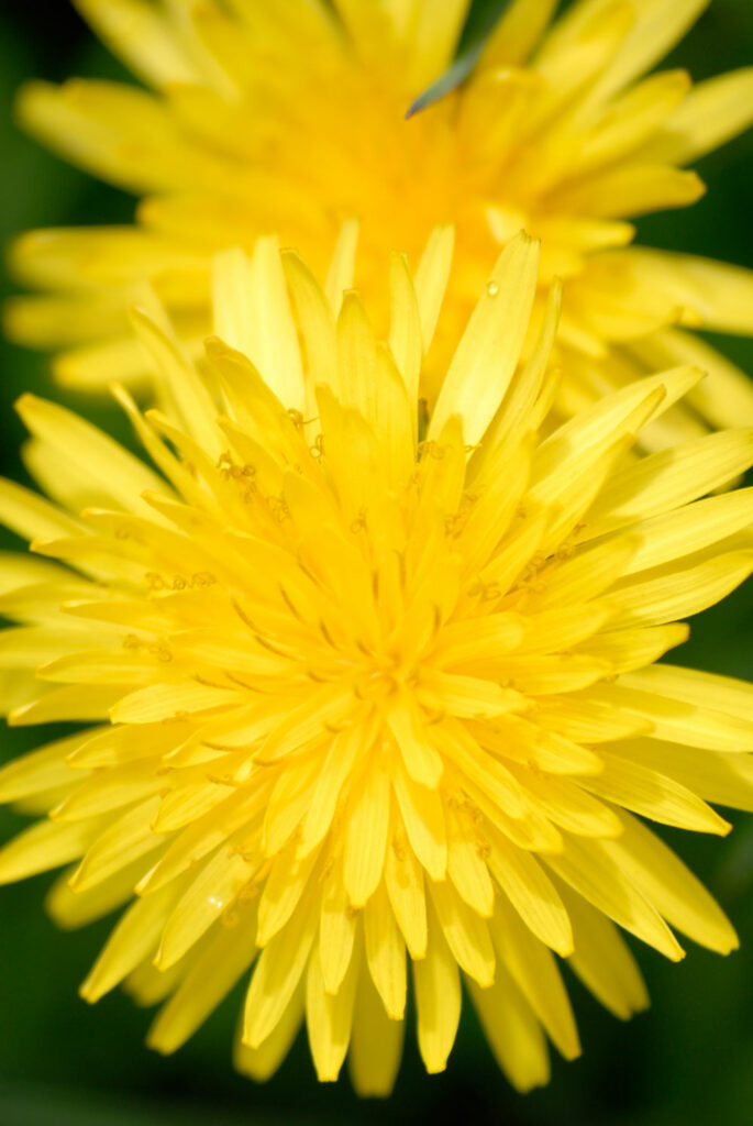 Flores-primavera-el-capriolo