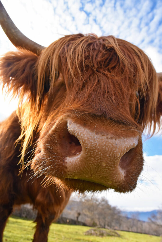 Highland-El-Capriolo
