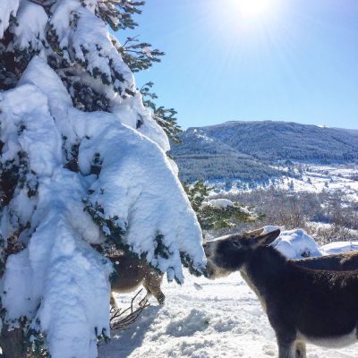Paseo-en-burro-nieve-el-capriolo2 paseo en burro nieve el capriolo agroturismo
