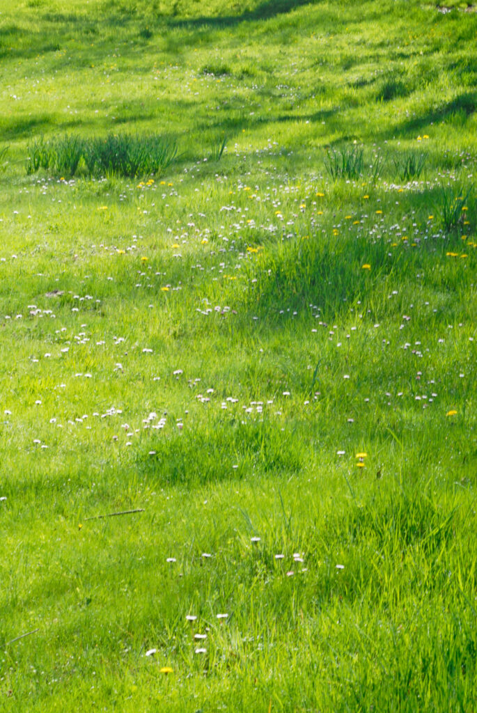 Primavera-el-capriolo