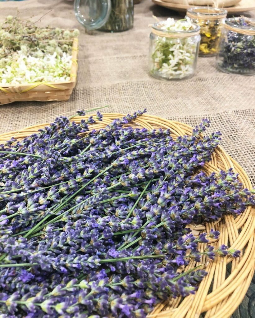 Senda-de-la-naturaleza-el-capriolo4