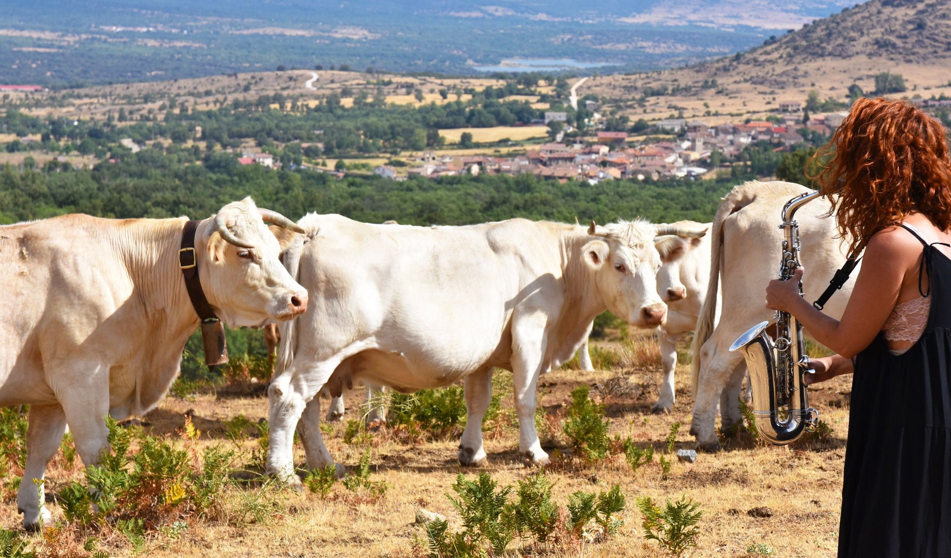 Visitar granjas en Madrid: nuestra ganadería charolesa Los Jaimes os espera