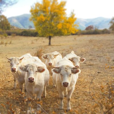 Agroturismo El Capriolo Ganadería de Vacas Turismo Rural Actividades