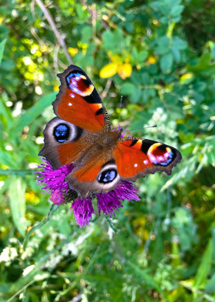 Senda-de-la-naturaleza-el-capriolo-mariposa