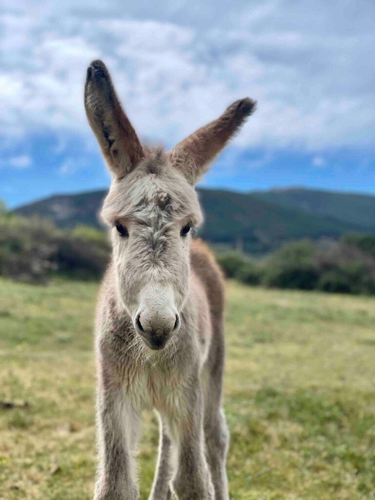paquita-el-capriolo-burrito visita a la granja