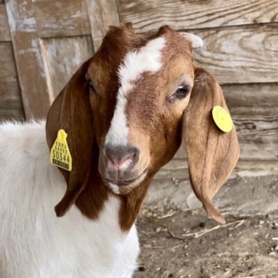 cabras-boer-el-capriolo cabras-boer-el-capriolo