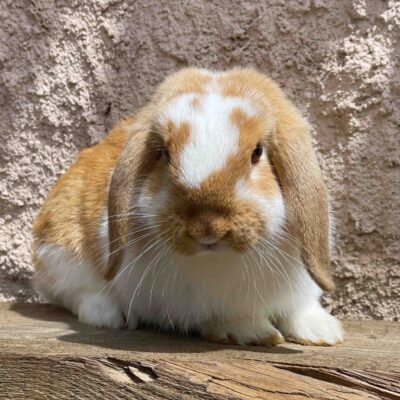 conejos-el-capriolo-agroturismo conejos-el-capriolo-agroturismo