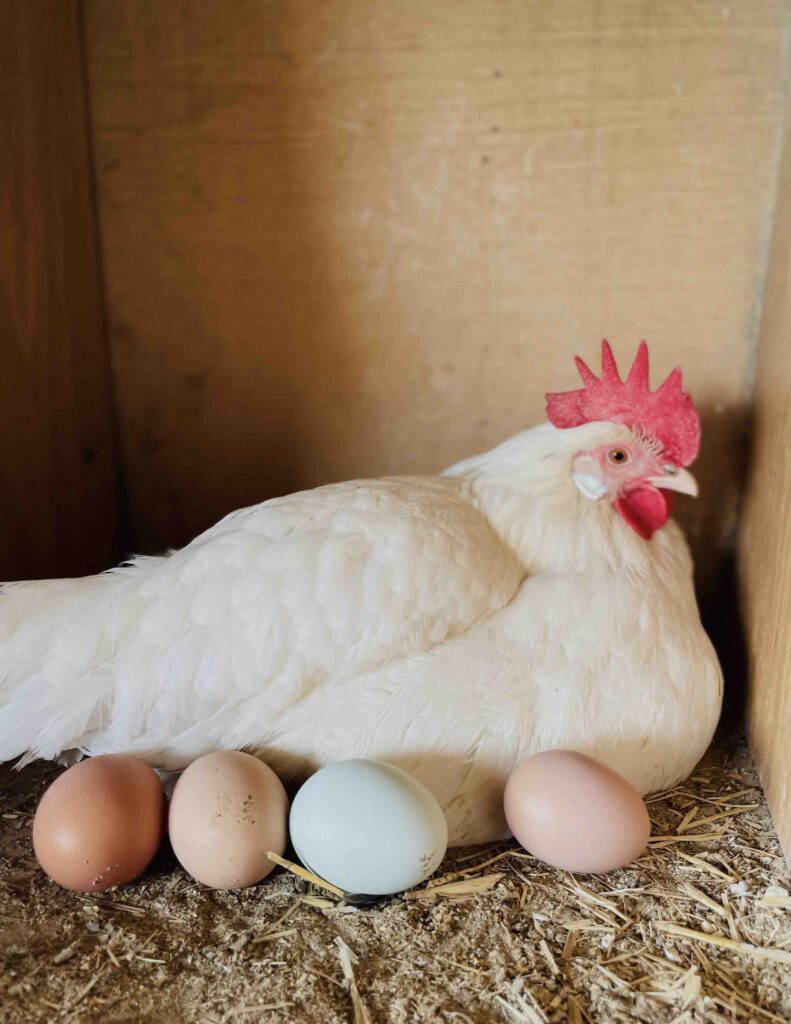gallinas-el-capriolo-agroturismo