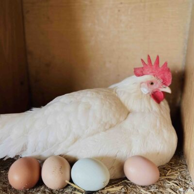 gallinas-el-capriolo-agroturismo gallinas-el-capriolo-agroturismo