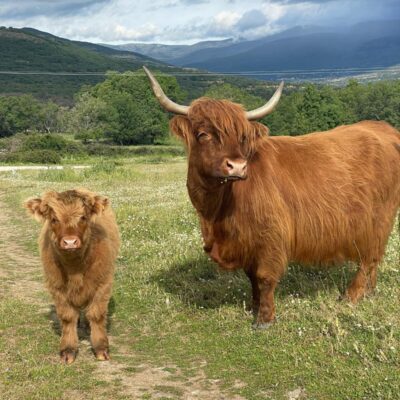 vacas-highland