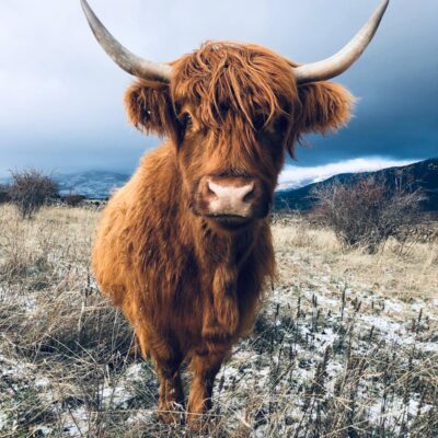 vacas-highland-en-españa-