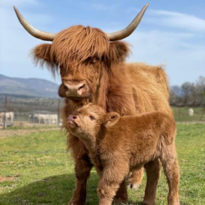 vacas-highland-en-españa