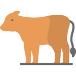 vacas-highland-en-madrid