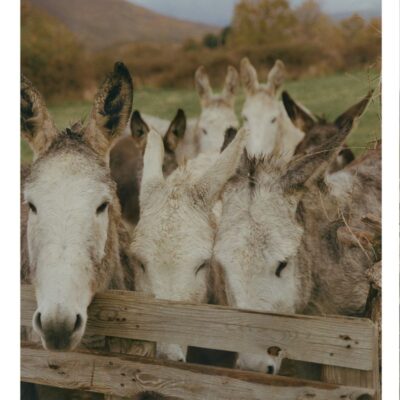 burros-rodaje-el-capriolo