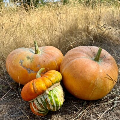 calabazas-el-capriolo