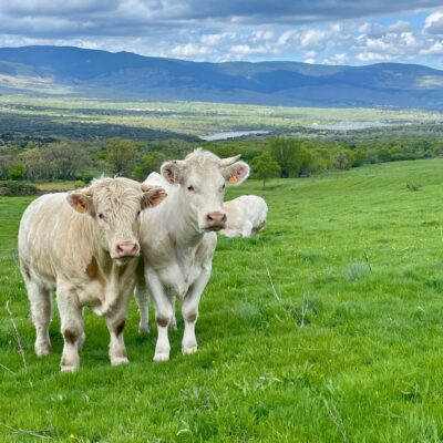 charoles-el-capriolo