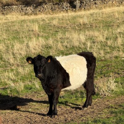 vaca oreo el capriolo