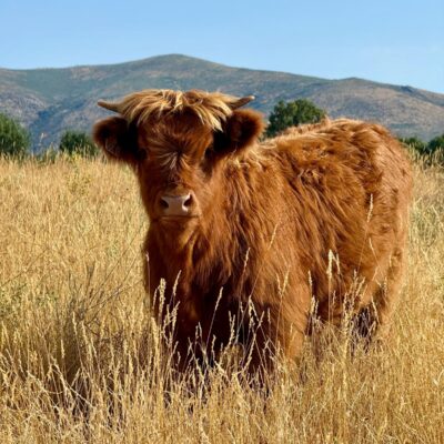 vaca-miniatura-el-capriolo