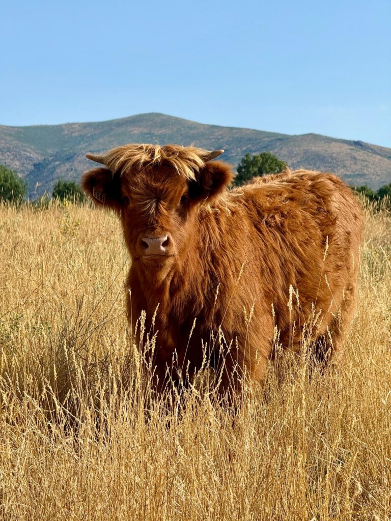 vaca-miniatura-el-capriolo