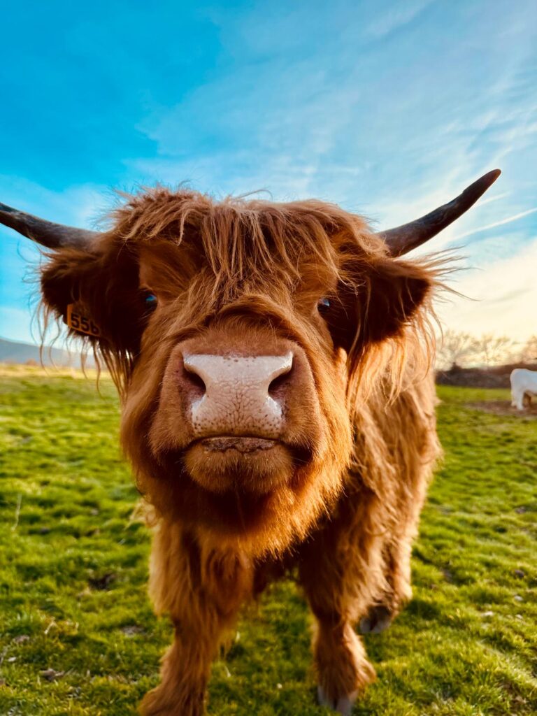 vaca-peluda-el-capriolo