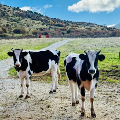 vacas-frisonas-el-capriolo