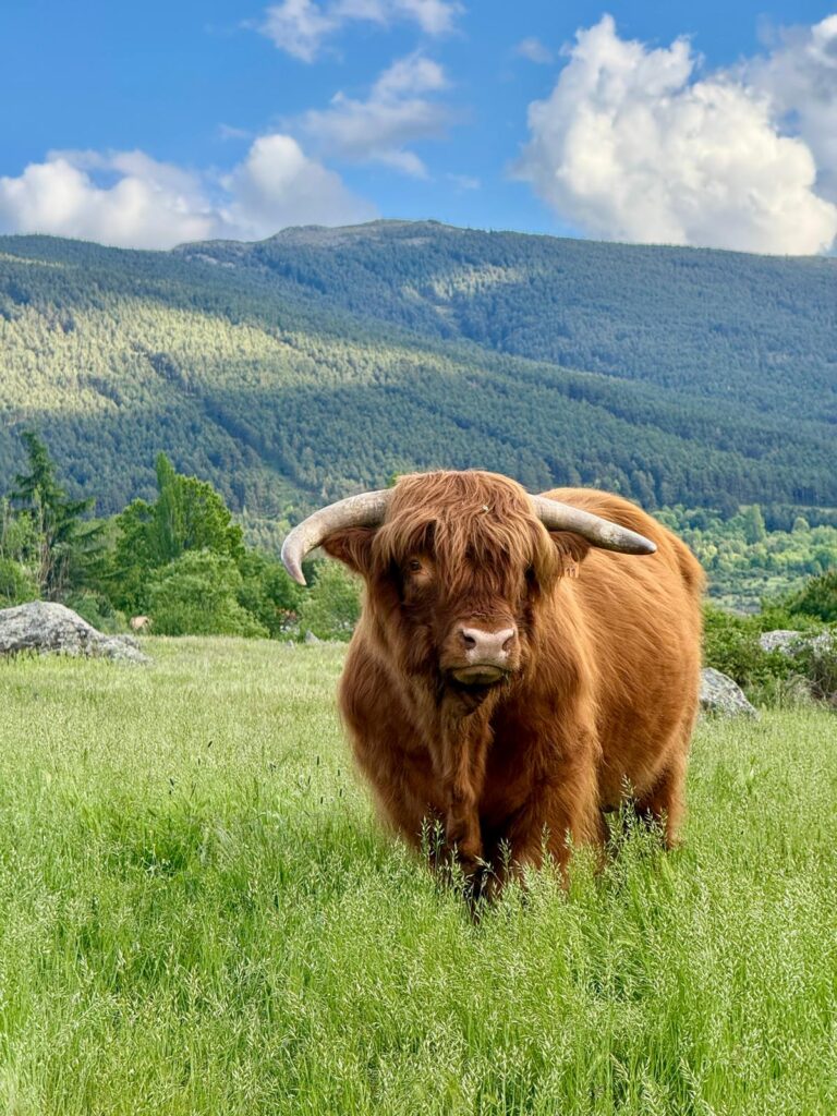 Brownie-toro-highland-el-capriolo